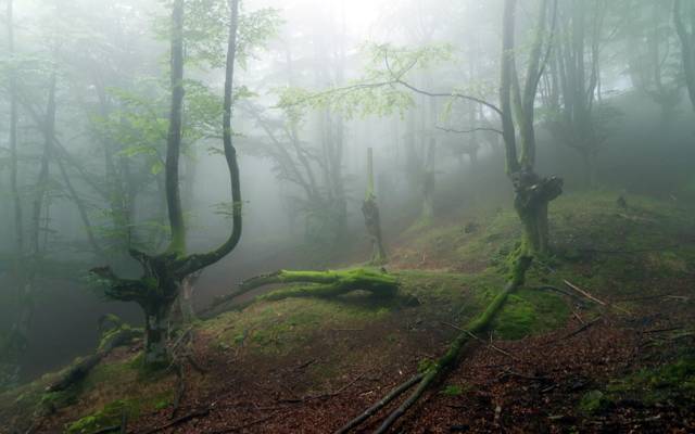 雾,树,森林,性质