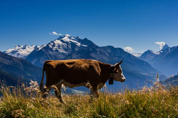 棕色的牛与山风景背景高清壁纸