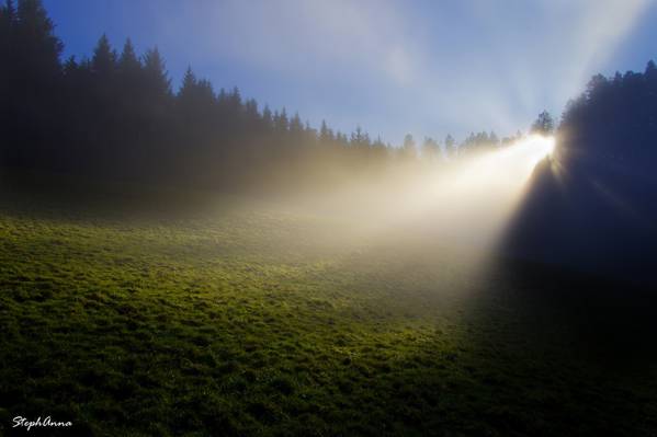 Morning, Stephan & photography by Anna, rays, light, France, fog, nature, glade, Rosa,