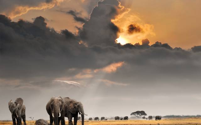 云,天空,太阳,田野,牛群,萨凡纳,非洲,大象