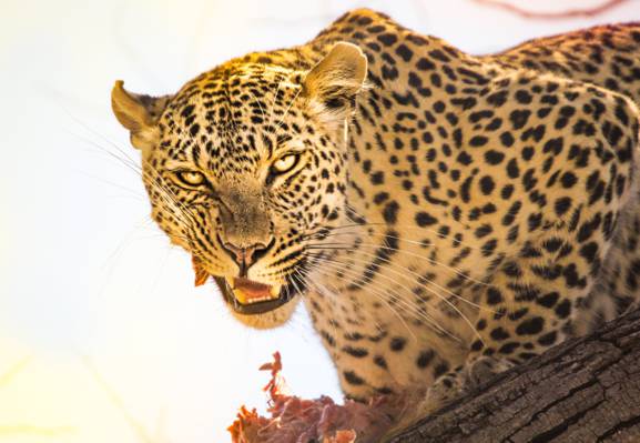 豹在白天,博茨瓦纳高清壁纸的照片