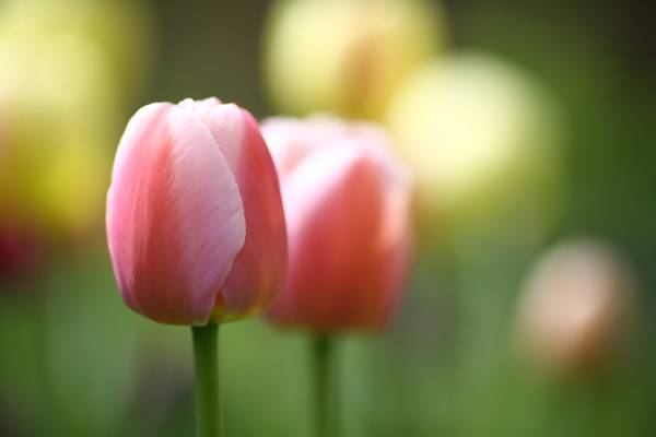 粉红色的花,郁金香高清壁纸的选择性焦点照片