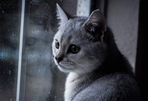灰色的猫在窗户玻璃面板高清壁纸
