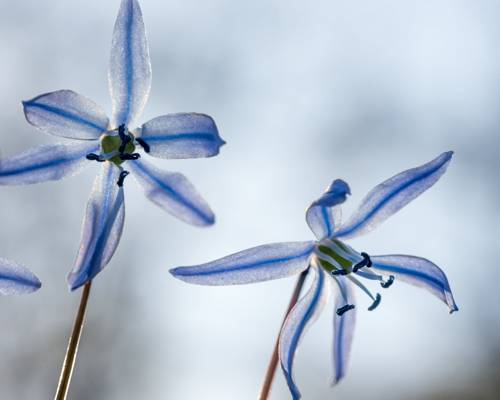 特写镜头摄影的蓝色花朵高清壁纸