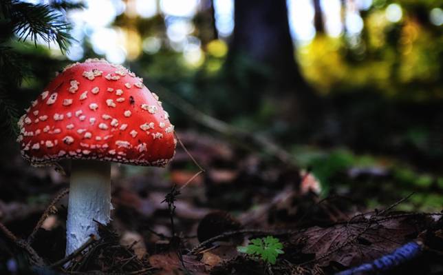 红色和灰色的蘑菇上森林摄影高清壁纸