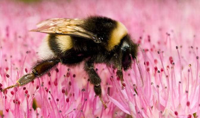 宏选择性焦点摄影的大黄蜂上粉红色的花朵高清壁纸