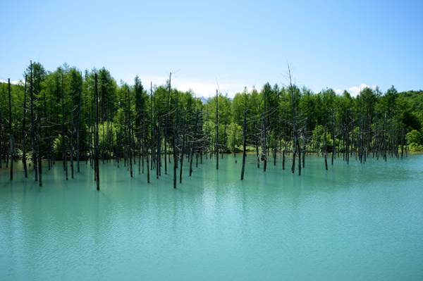 平静的水体树木,北海道高清壁纸的照片