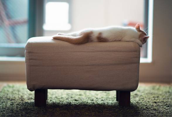 奥斯曼,©Ben Torode,汉娜,留下,小猫