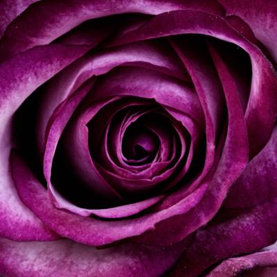 紫色玫瑰花瓣高清壁纸