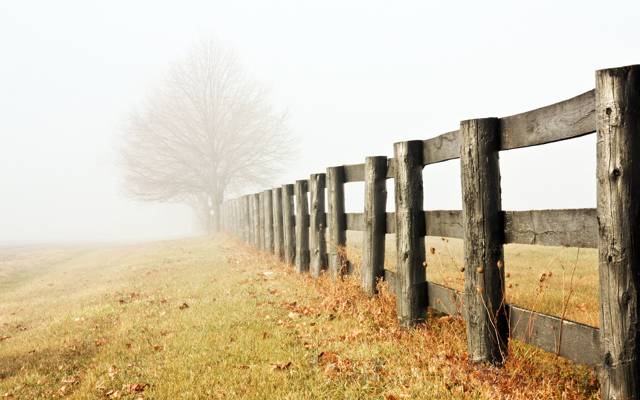 早晨,雾,深秋,树,栅栏,阴霾,孤独,草地