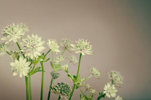 白色和绿色的花朵高清壁纸