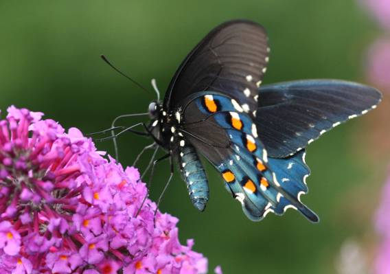 蓝色和黑色的蝴蝶,在白天的微距摄影,燕尾高清壁纸