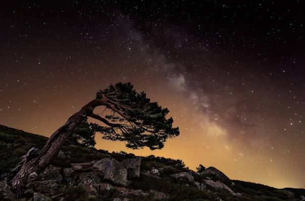 树,夜晚,银河,岩石,星星,石头