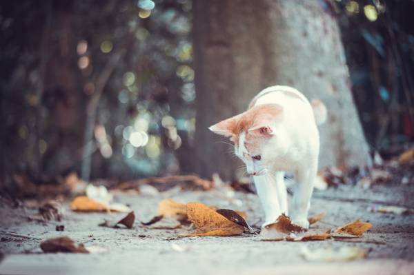 猫,散景,猫咪,小猫,秋天,叶子