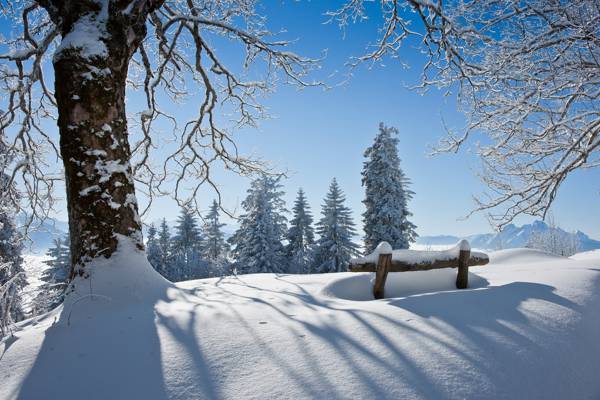 树,美女,雪,冬天,长凳,景观