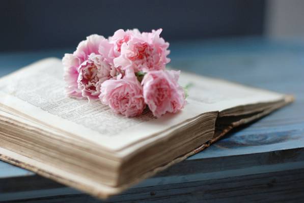 花,老,粉红色,页,书,丁香