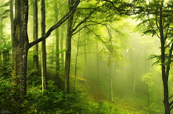 阴霾,绿色,森林,自然