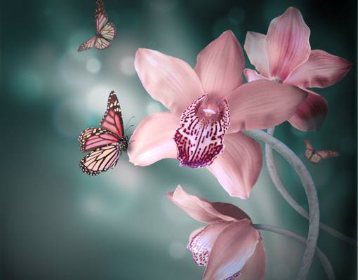 鲜花,粉红色,兰花,蝴蝶,背景
