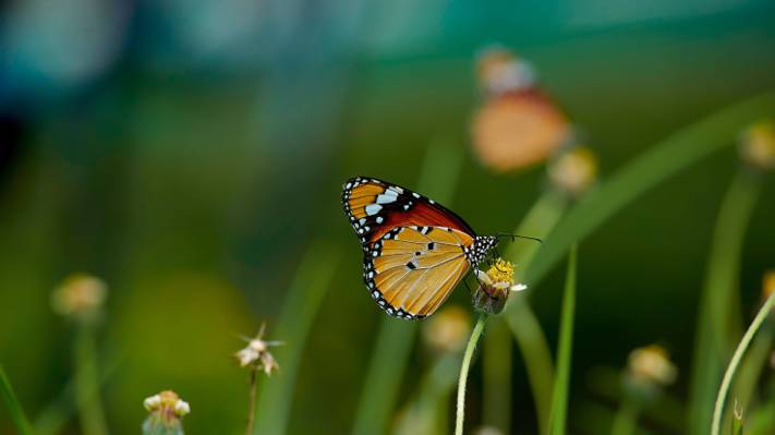 帝王蝶栖息在选择性焦点摄影花卉高清壁纸