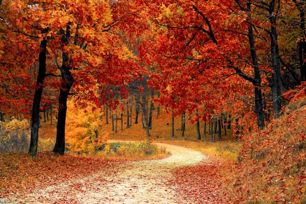 道路在森林与红叶树在白天高清壁纸的风景照片