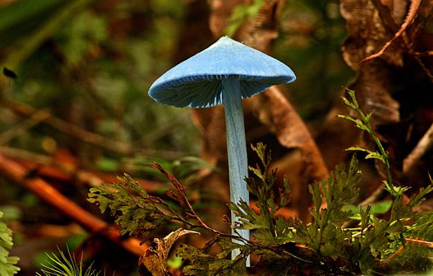 树上的蓝色蘑菇高清壁纸