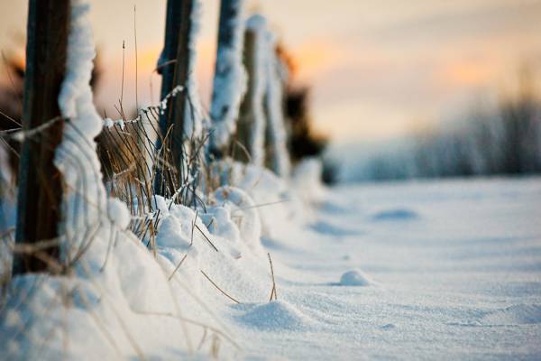 宏观,晚上,围栏,雪,冬天