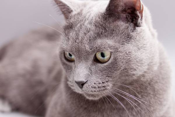俄罗斯蓝猫高清壁纸的浅焦点照片