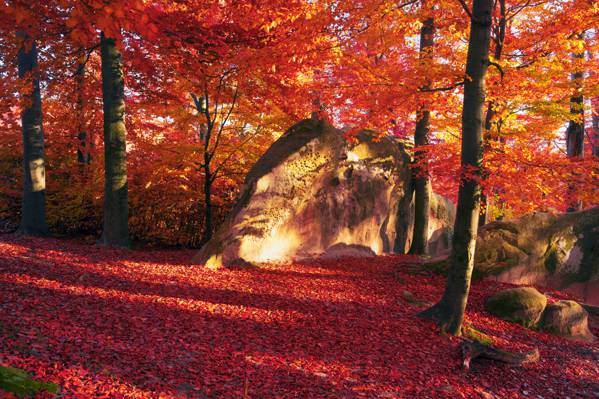 叶子,森林,秋天,树木,油漆,石头,阳光明媚