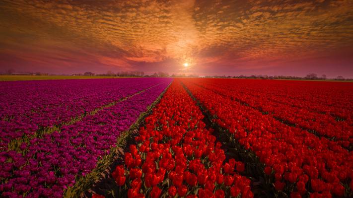 壁纸荷兰,鲜花,性质,红色,郁金香,领域,天空,芽,日落