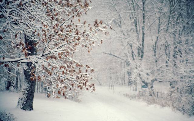 树,雪,暴雪,冬天