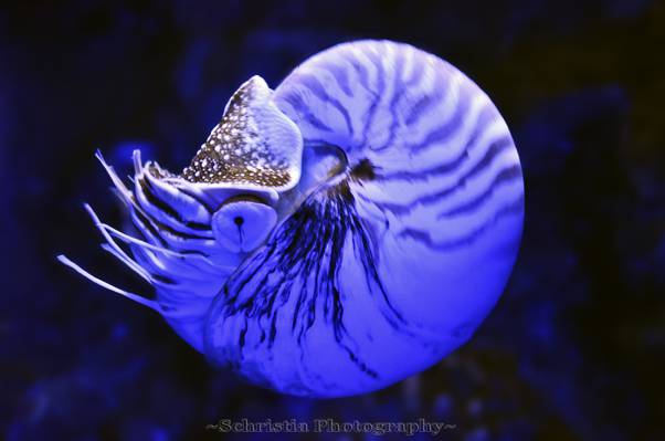 蓝色鱿鱼的水下摄影,鹦鹉螺高清壁纸