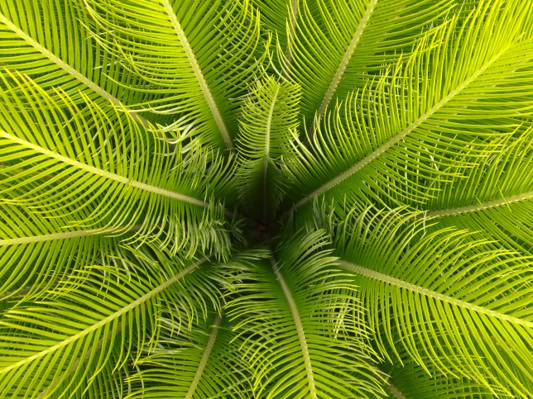 绿色棕榈植物特写照片叶子,佛得角高清壁纸