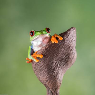 红眼睛的青蛙选择聚焦摄影青蛙高清壁纸