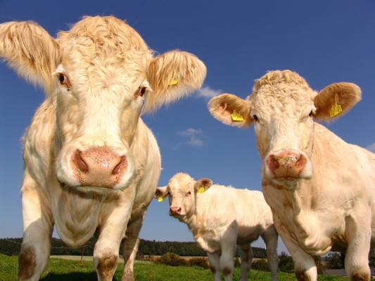 在白天高清壁纸草地上的三个白色的牛