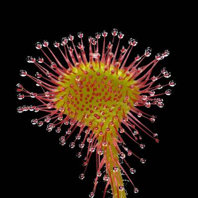 选择性焦点的花雄蕊与水,茅膏菜属植物rotundifolia高清壁纸的照片