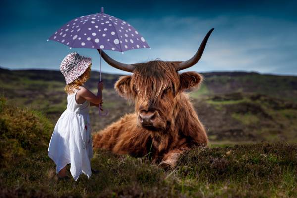 女孩在附近的高地牛高清壁纸伞下的白色连衣裙