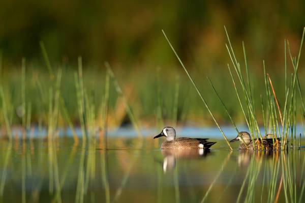 两个野鸭的选择性焦点照片在水的身体与草高清壁纸