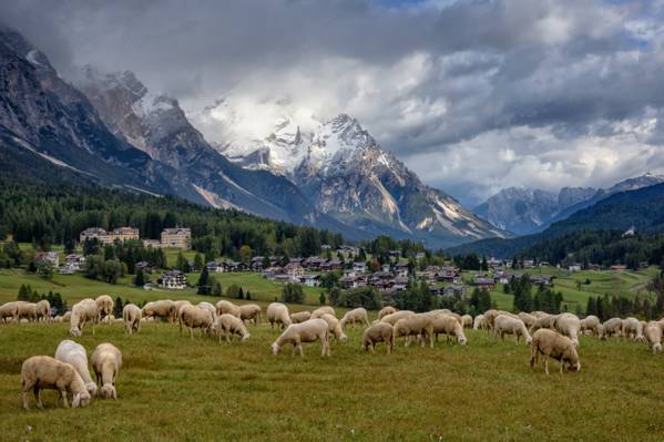 白色和棕色灯很多在白天,羊,科尔蒂纳丹佩佐,白云石,意大利高清壁纸