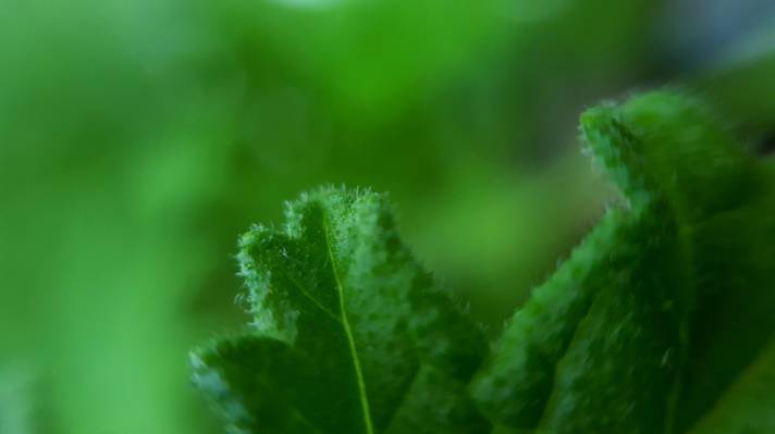绿色叶子植物,天竺葵HD墙纸照片的关闭
