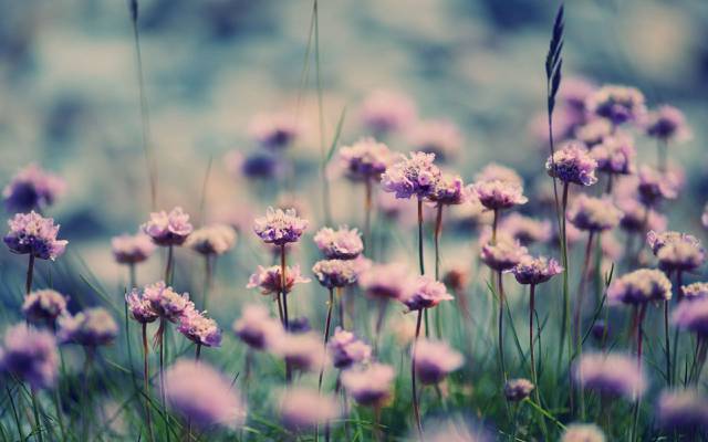 粉红三叶草鲜花盛开特写照片高清壁纸