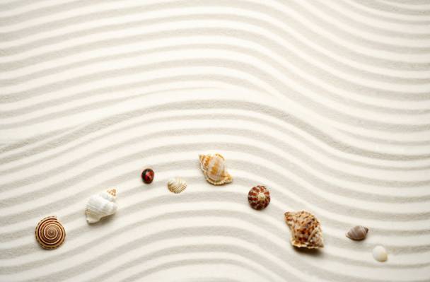 波,线,性质,沙滩,贝壳,沙子