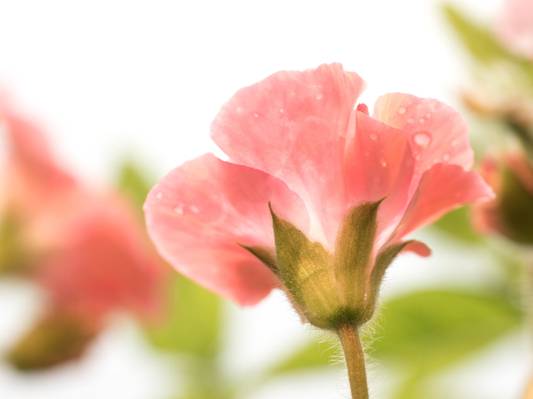 宏观摄影的粉红色玫瑰绽放与白色的花瓣上的露珠,天竺葵高清壁纸