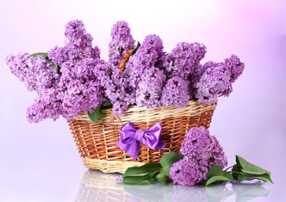 鲜花,树枝,树叶,紫色,蝴蝶结,丁香,篮子,春天