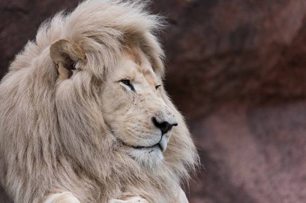 白色的狮子,鬃毛,捕食者,脸,配置文件,野生猫