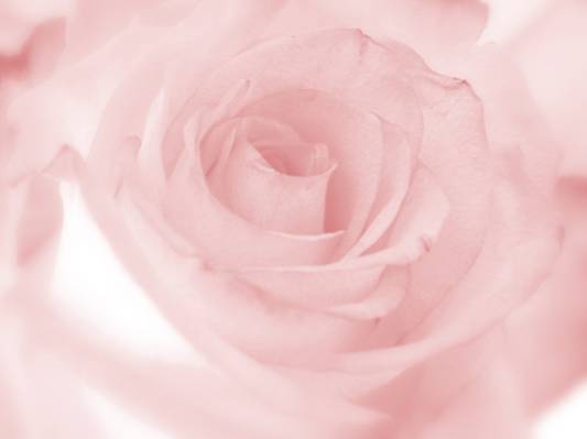 粉红色的玫瑰高清壁纸的特写摄影