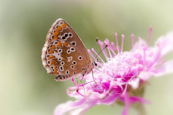 棕色的蝴蝶,在粉红色的花浅焦点照片,棕色阿古斯高清壁纸
