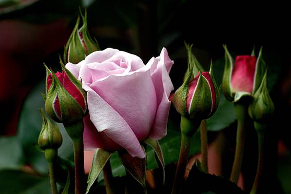 选择性焦点的粉红色玫瑰与红玫瑰和绿叶高清壁纸