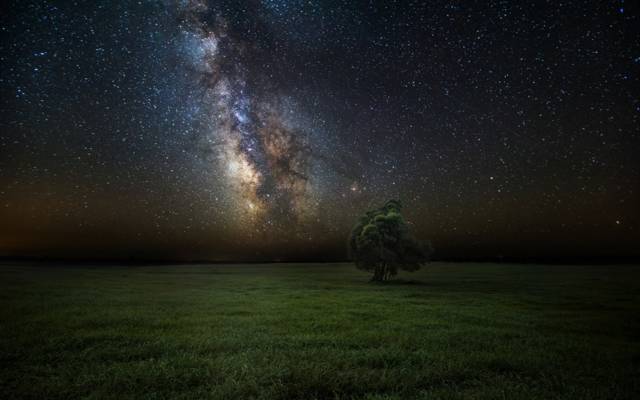 树,夜晚,田野,银河,天空,星星