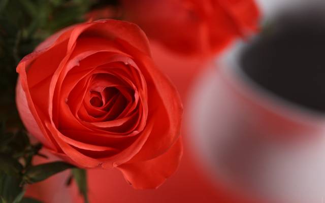 壁纸宏,红玫瑰,花瓣,花卉