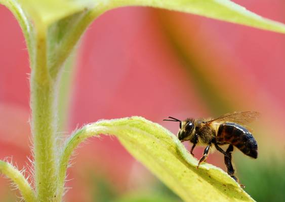 在白天高清壁纸的叶子上的蜜蜂蜜蜂的浅焦点摄影